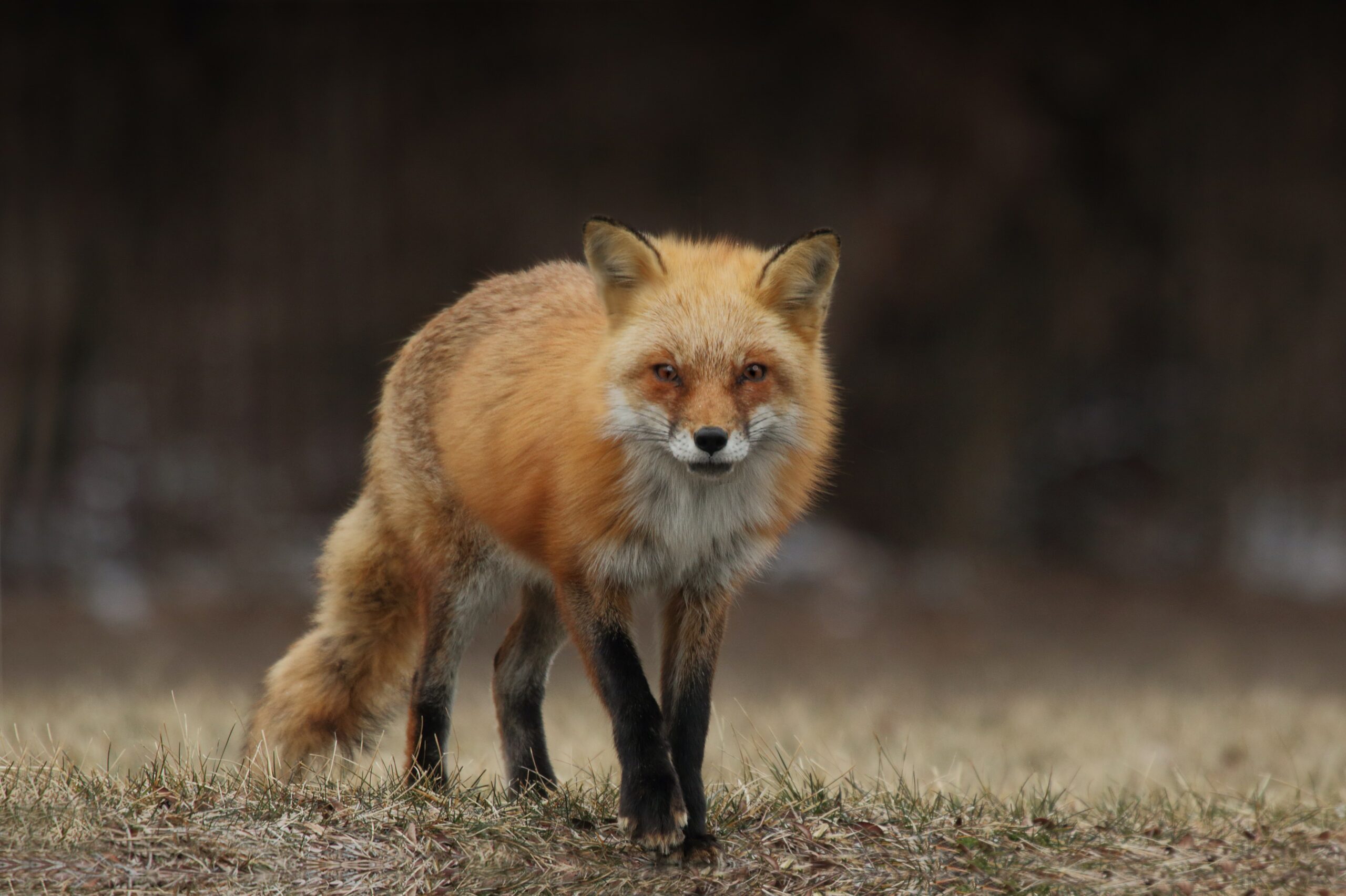 Catch the Little Foxes